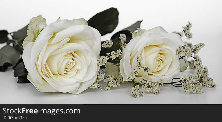 Flower, White, Rose, Rose Family