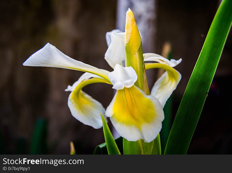 Flower, Flora, Plant, Yellow