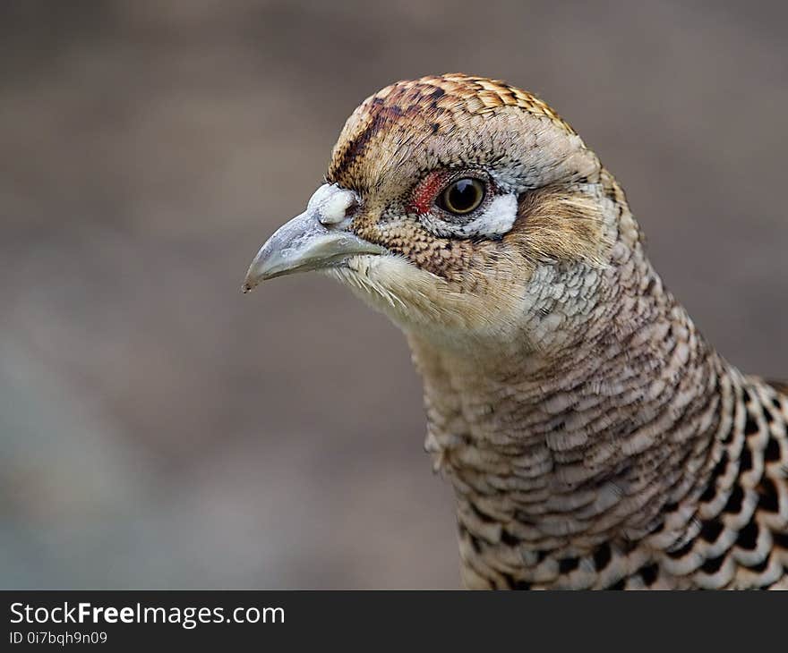 Beak, Galliformes, Bird, Close Up