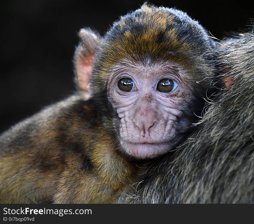 Mammal, Macaque, Fauna, Primate