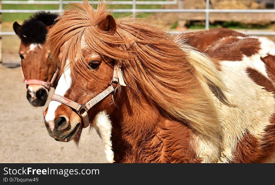 Horse, Horse Like Mammal, Mane, Bridle