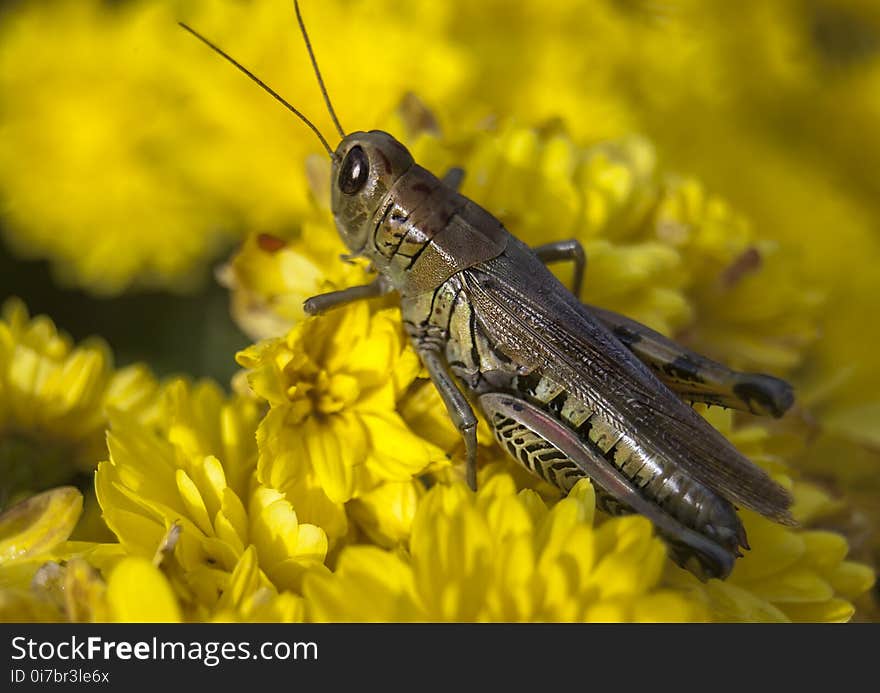 Insect, Grasshopper, Yellow, Locust