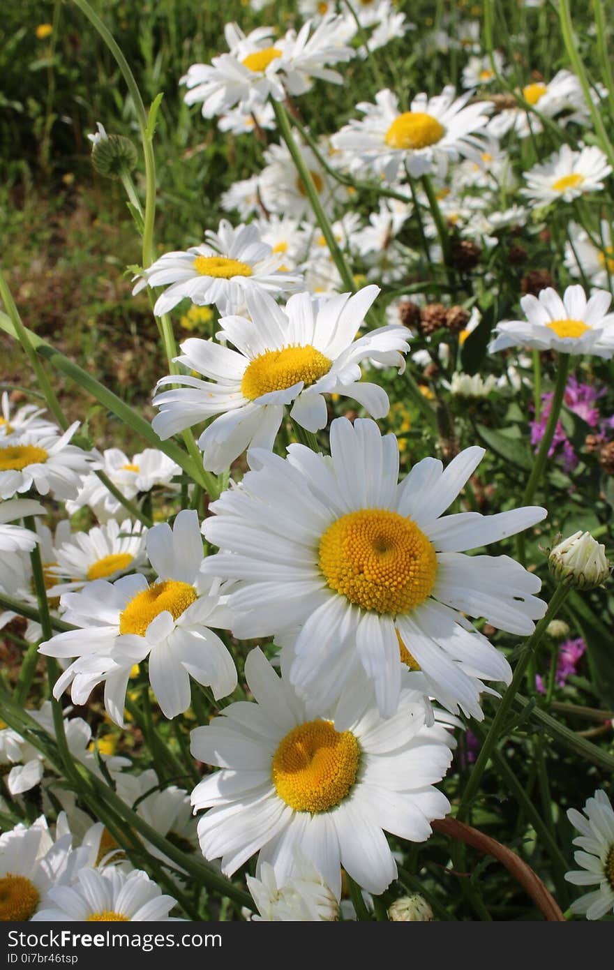 Flower, Plant, Oxeye Daisy, Flowering Plant