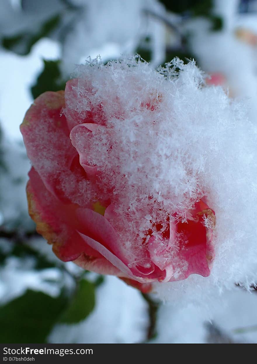 Rose, Flower, Rose Family, Garden Roses