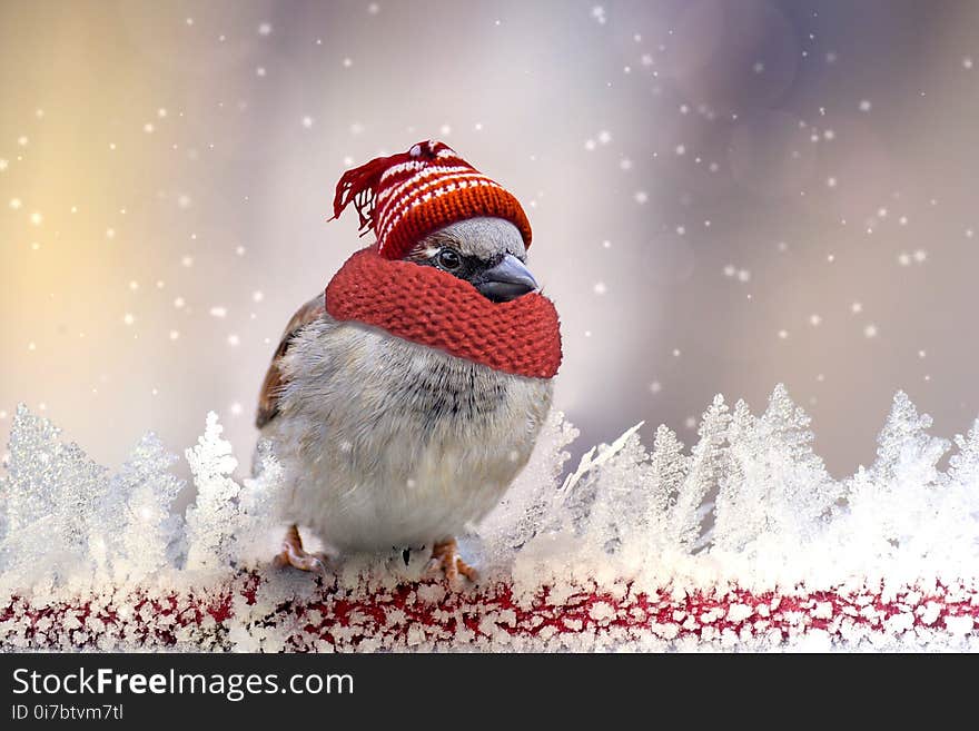 Snowman, Beak, Bird, Snow