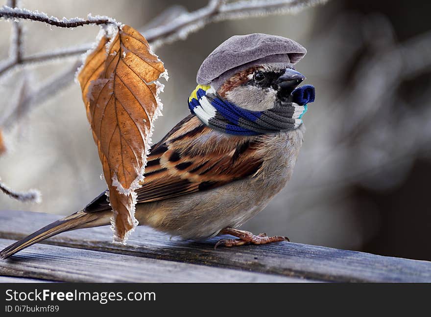 Bird, Sparrow, Fauna, Beak