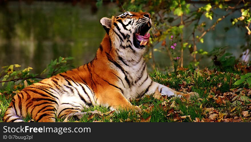 Tiger, Wildlife, Mammal, Terrestrial Animal