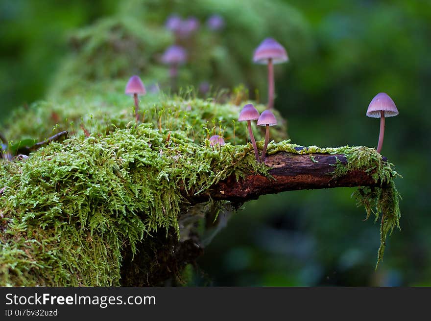 Vegetation, Plant, Flora, Tree