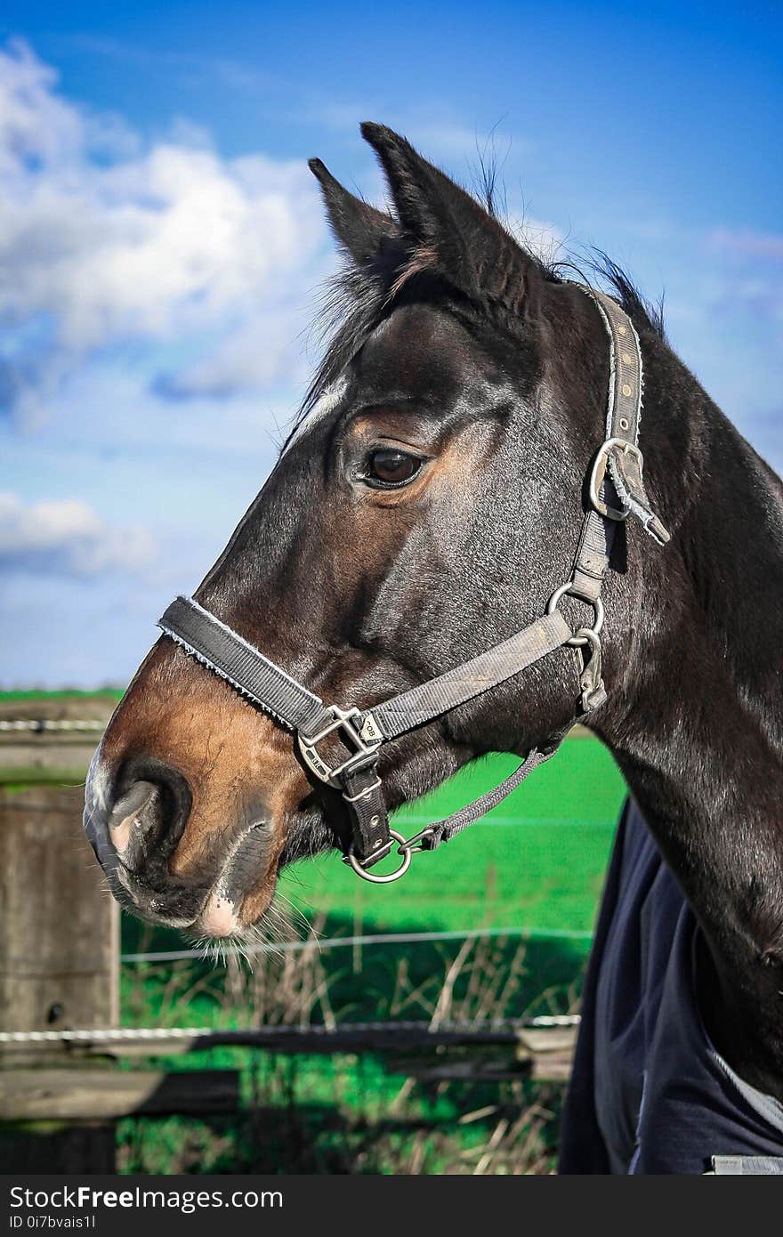 Horse, Bridle, Halter, Horse Tack