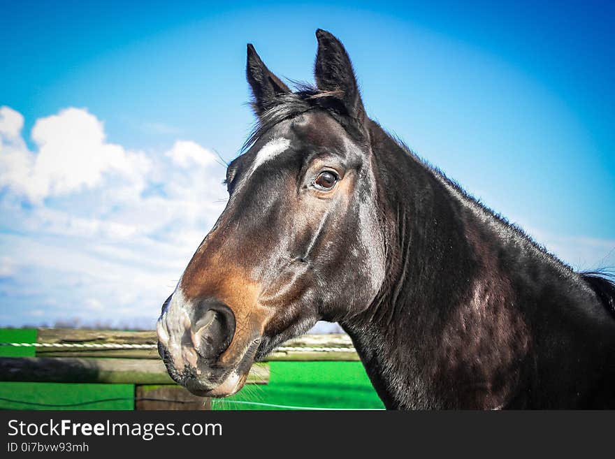 Horse, Halter, Bridle, Fauna