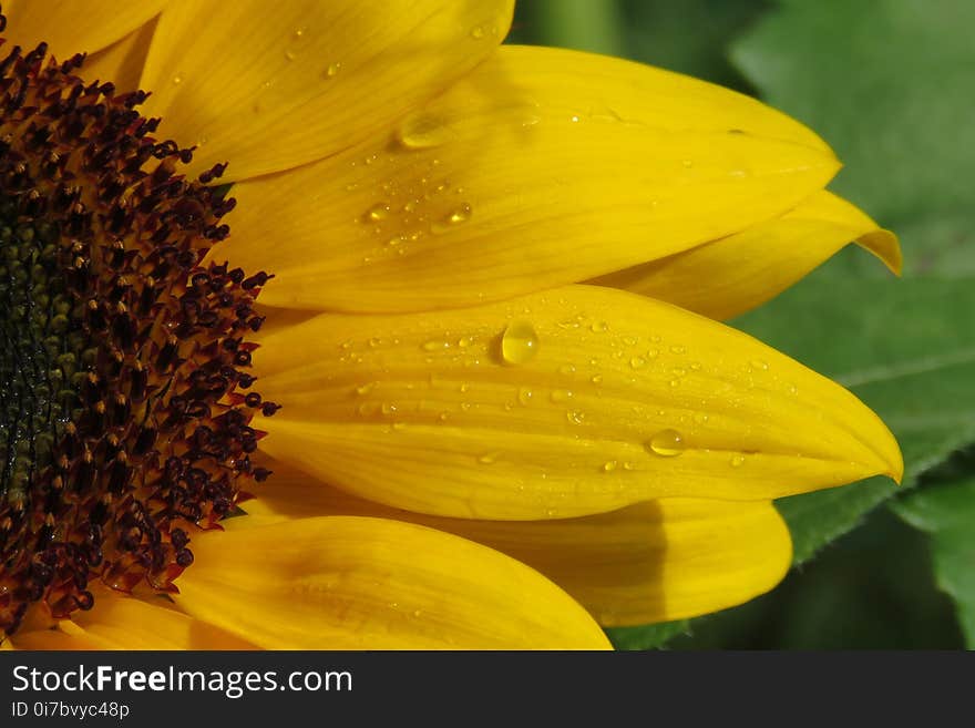 Flower, Sunflower, Yellow, Close Up