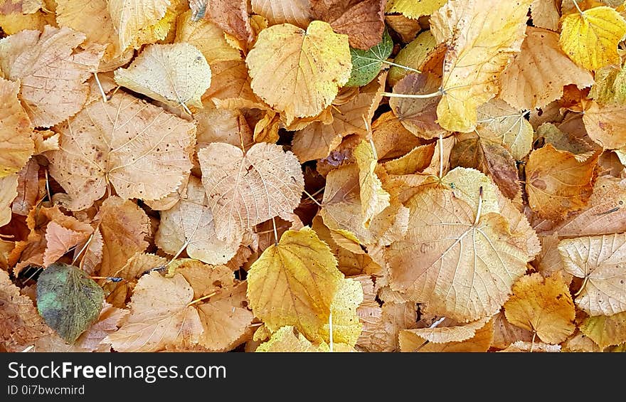 Leaf, Autumn, Deciduous