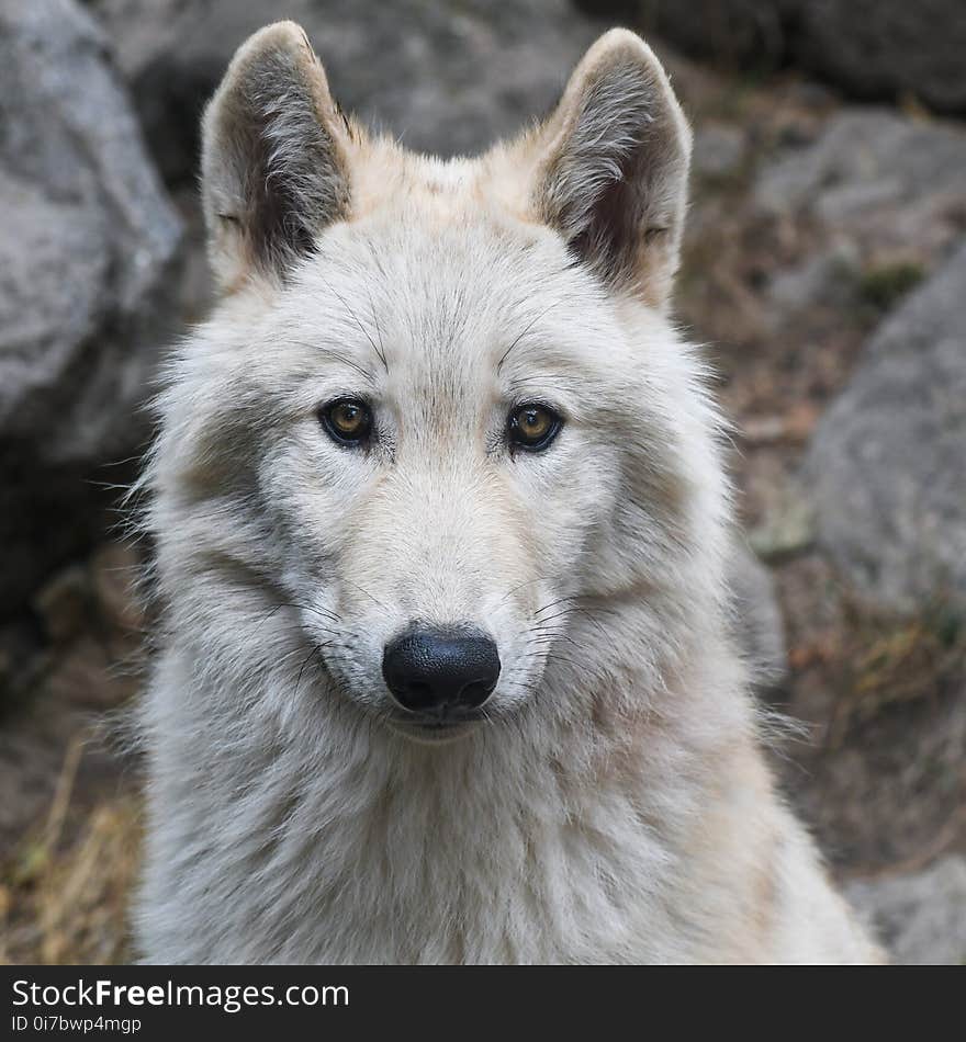 Wolf, Canis Lupus Tundrarum, Mammal, Saarloos Wolfdog