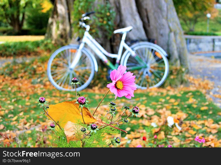 Yellow, Bicycle, Plant, Flower