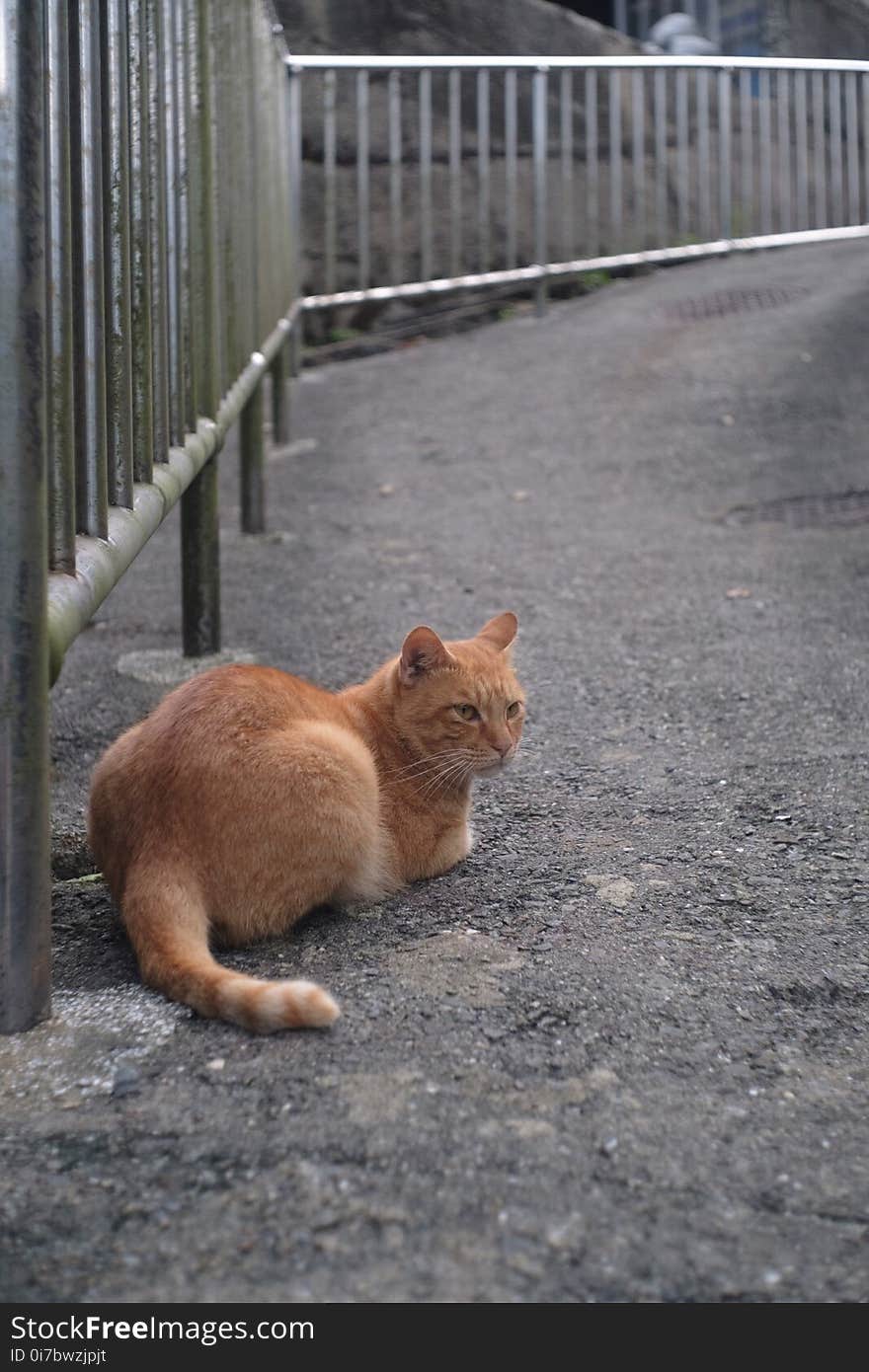 Cat, Fauna, Mammal, Small To Medium Sized Cats