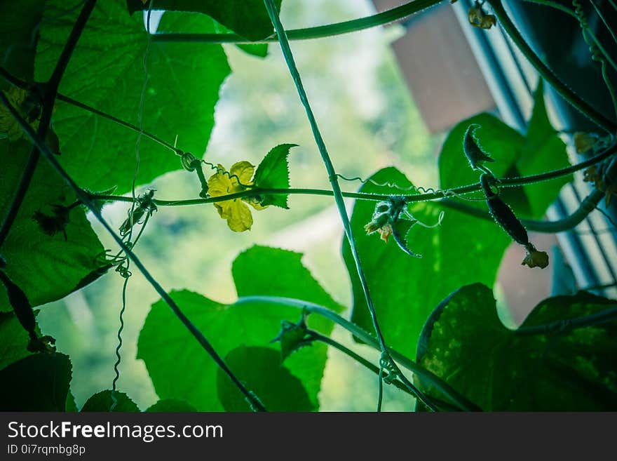 Cucumber Seedlings on the Window Retro