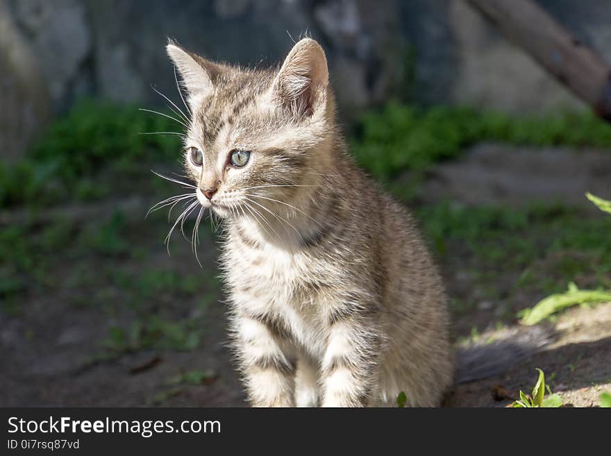 Cute Grey Kitten