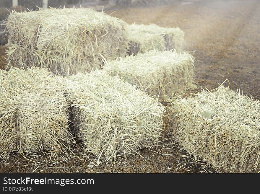 Hay bale agriculture field in farm.