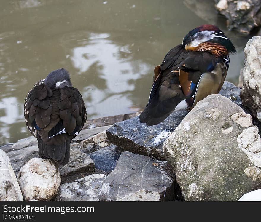 The mandarin duck is a perching duck species found in East Asia. Location: Caraiman monastery in Busteni, Romania. The mandarin duck is a perching duck species found in East Asia. Location: Caraiman monastery in Busteni, Romania.