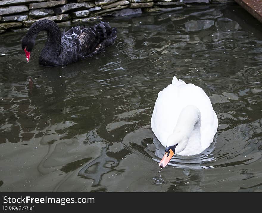 Black and White swan. Location:Caraiman Monastery is an orthodox monastery, which is situated in town BuÅŸteni.