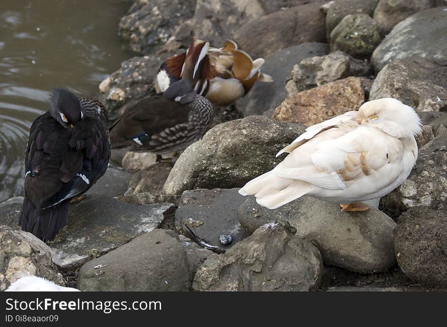 Ducks from Caraiman monastery.