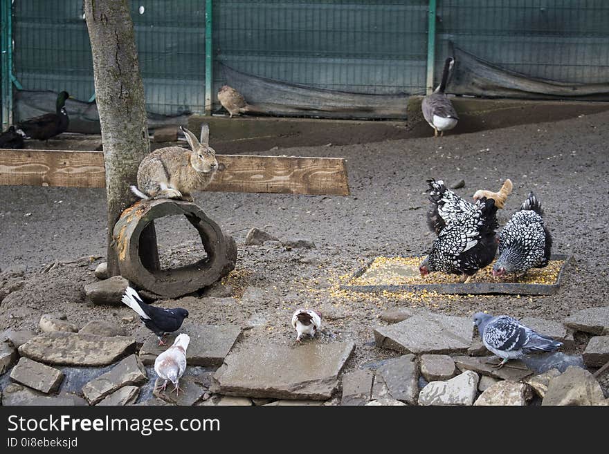 Backyard animals from Caraiman monastery.