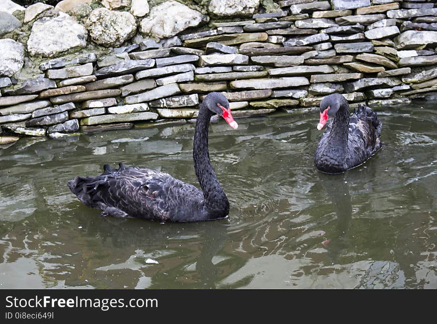 Black swans. Location: Caraiman Monastery is an orthodox monastery, which is situated in town BuÅŸteni. Black swans. Location: Caraiman Monastery is an orthodox monastery, which is situated in town BuÅŸteni