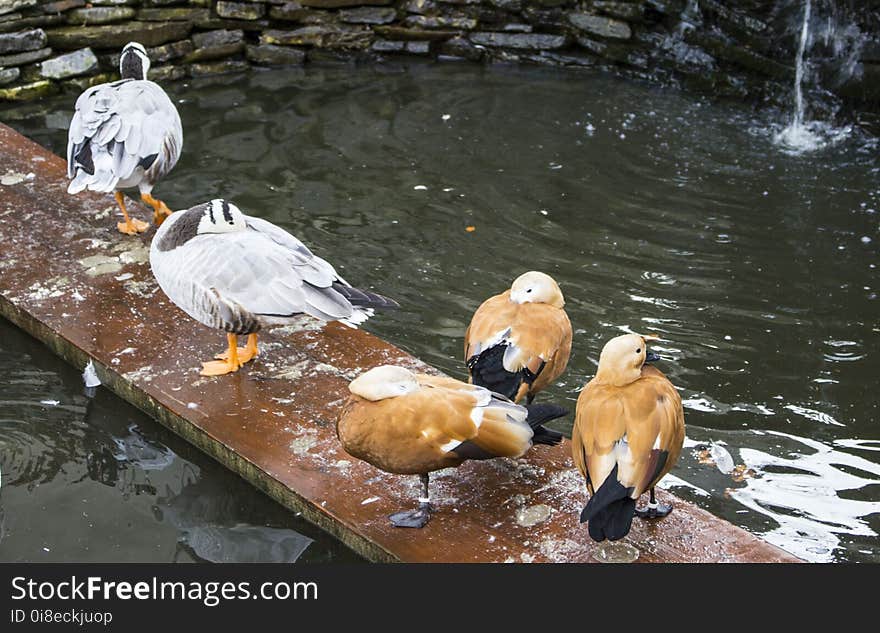 Ducks from Caraiman monastery. Caraiman Monastery is an orthodox monastery, which is situated in town BuÅŸteni