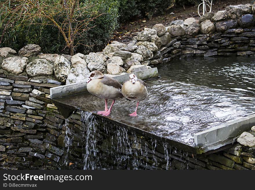 Ducks from Caraiman monastery. Backyard animals from Caraiman monastery.