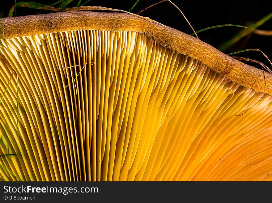 Close Up, Flora, Organism, Edible Mushroom