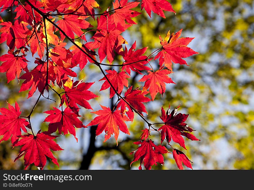 Maple Leaf, Red, Leaf, Autumn