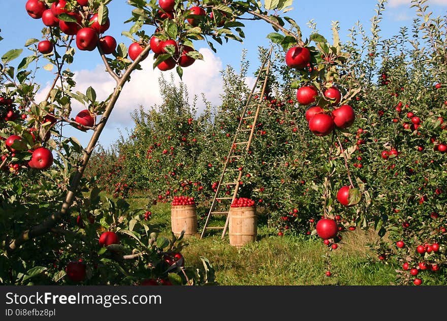 Fruit, Tree, Plant, Fruit Tree