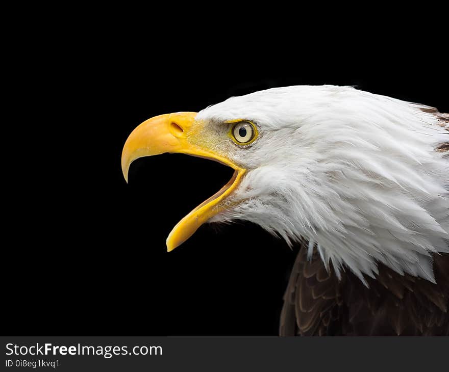 Bird, Beak, Bird Of Prey, Eagle