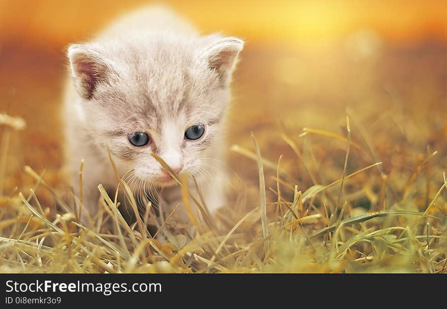 Cat, Whiskers, Mammal, Small To Medium Sized Cats