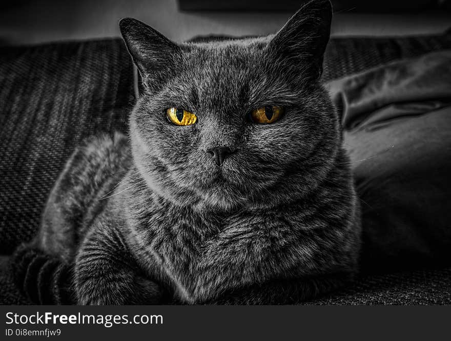 Cat, Whiskers, Black, Black And White