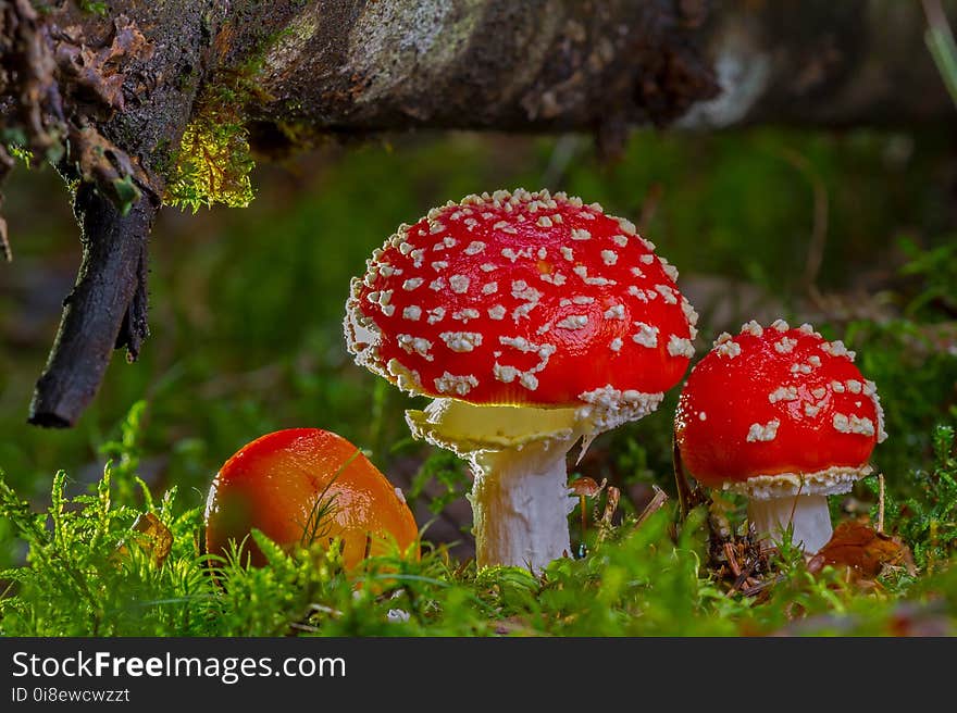 Fungus, Mushroom, Agaric, Vegetation