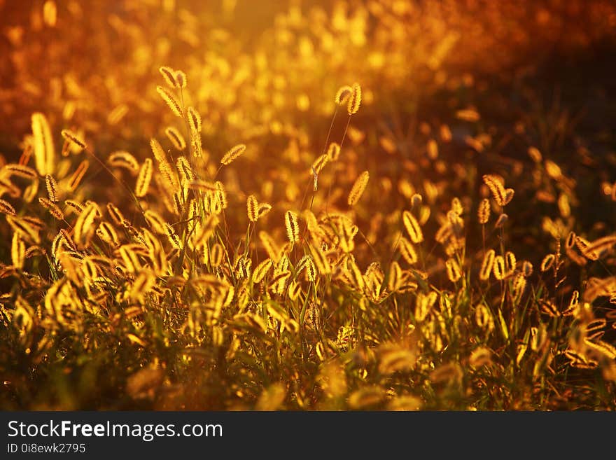 Yellow, Vegetation, Grass, Field