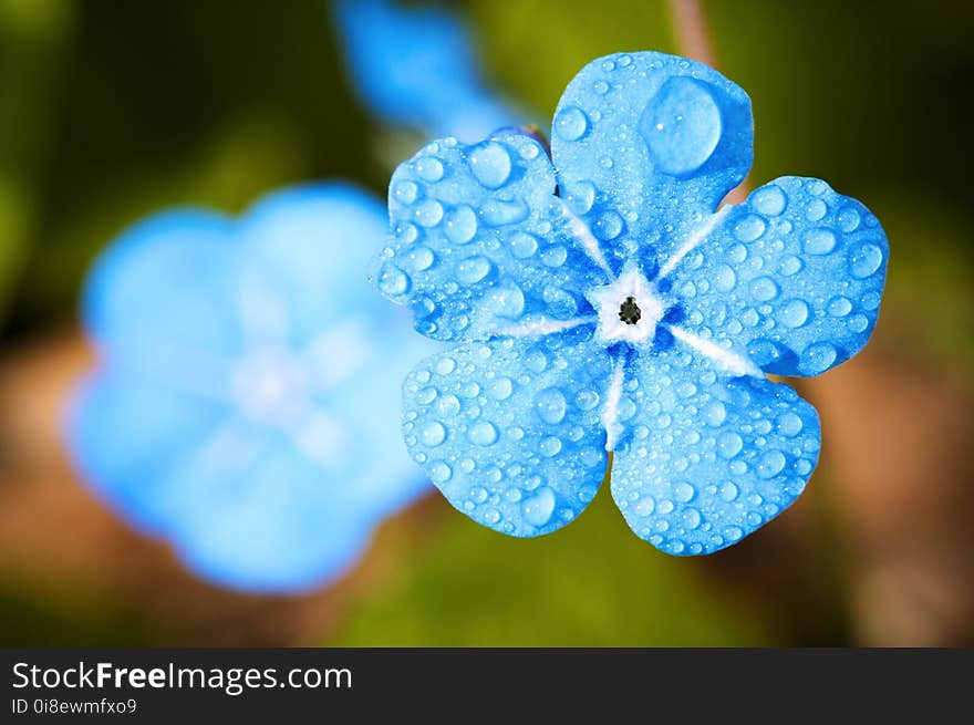 Blue, Flower, Macro Photography, Flora