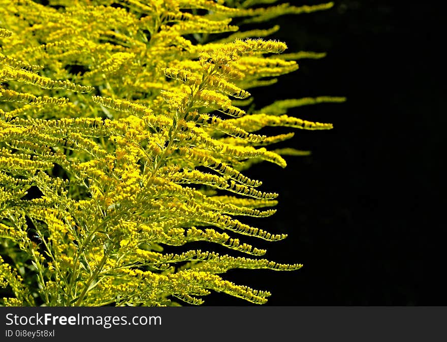 Vegetation, Plant, Tree, Larch