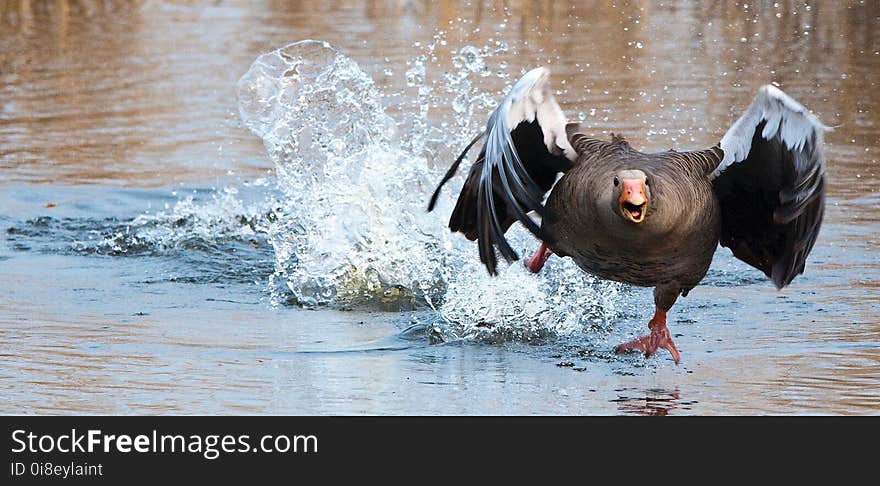 Water, Bird, Water Bird, Ducks Geese And Swans