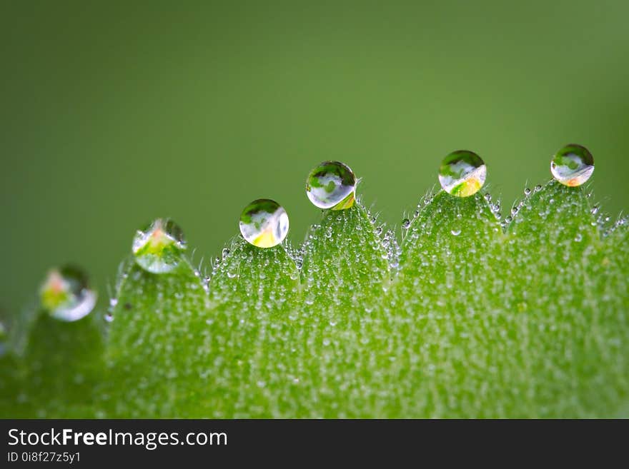 Water, Dew, Drop, Moisture