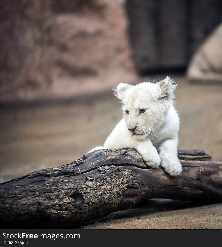 Mammal, Lion, Wildlife, Dog Breed Group