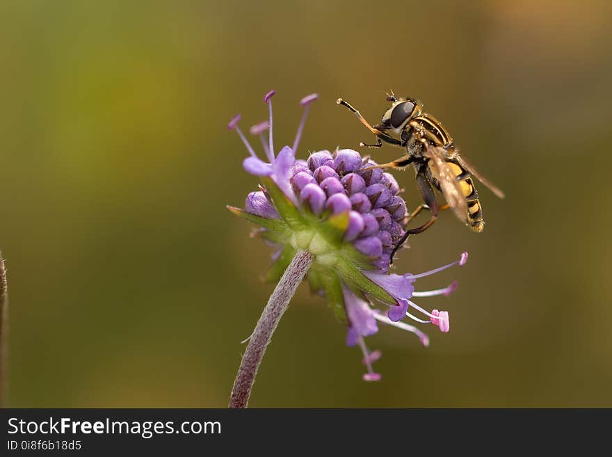 Insect, Honey Bee, Wasp, Nectar