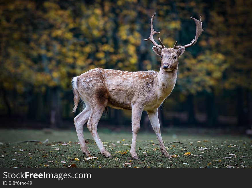 Wildlife, Deer, Fauna, Mammal