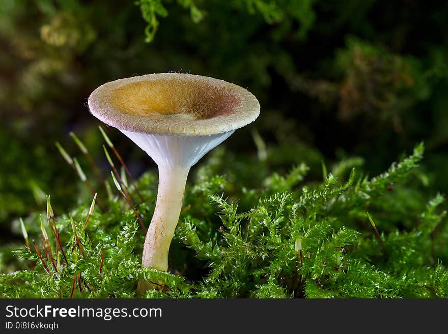 Mushroom, Fungus, Edible Mushroom, Agaricomycetes