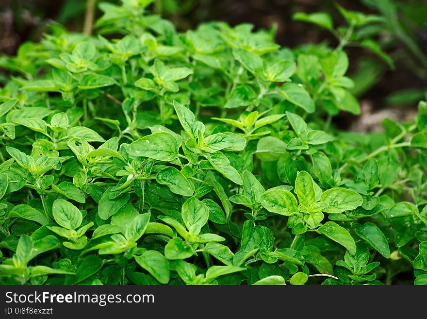 Plant, Herb, Leaf, Basil