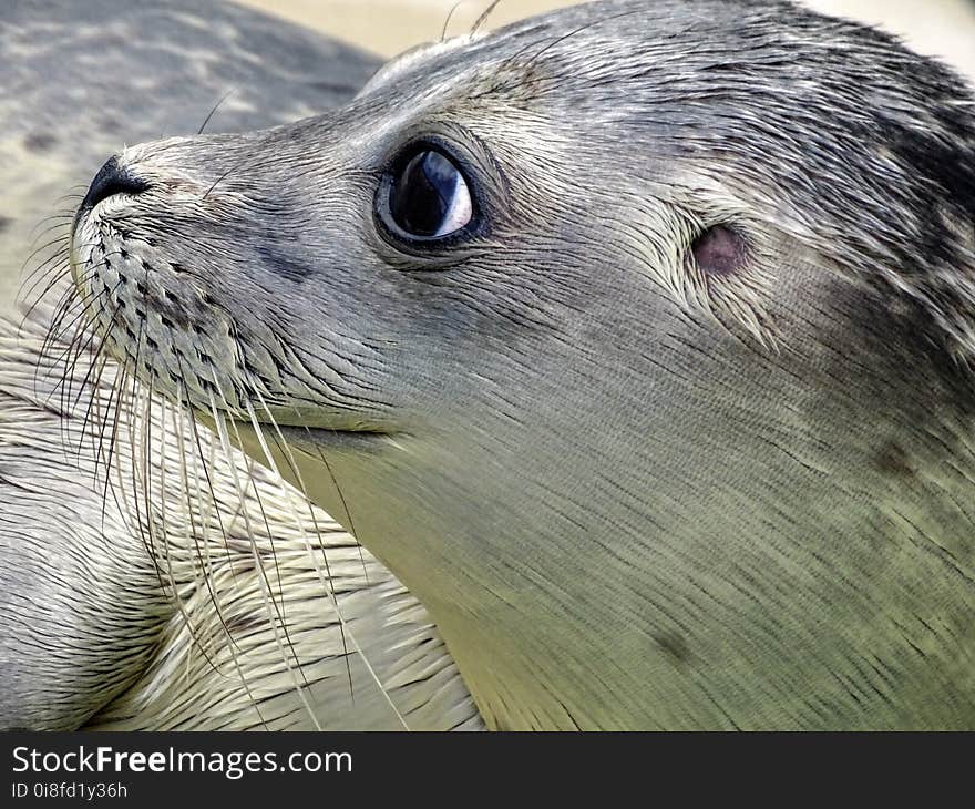 Seals, Harbor Seal, Fauna, Mammal