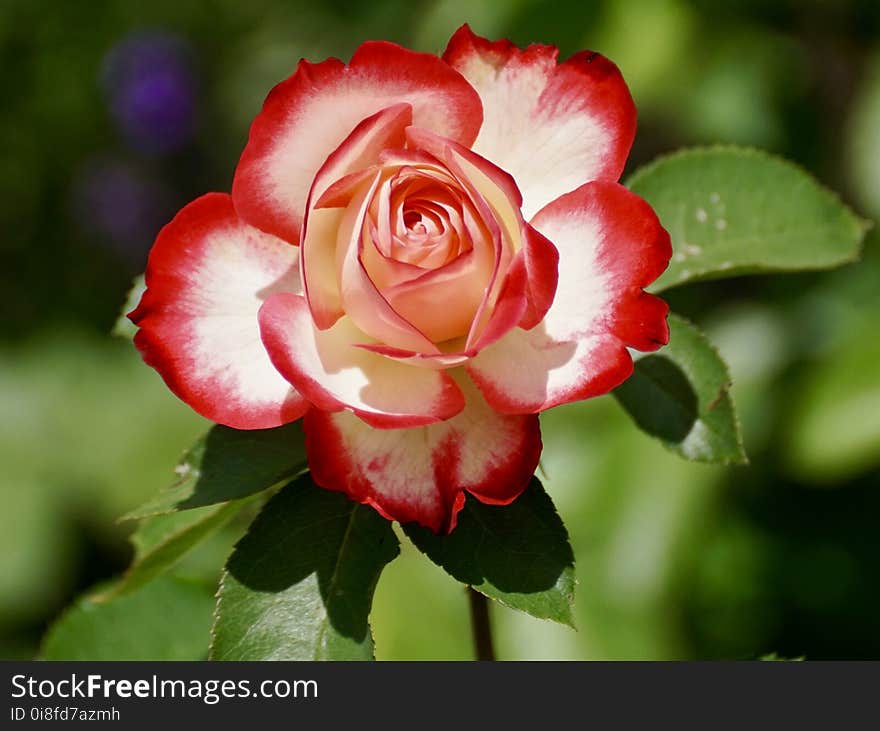 Flower, Rose, Rose Family, Garden Roses