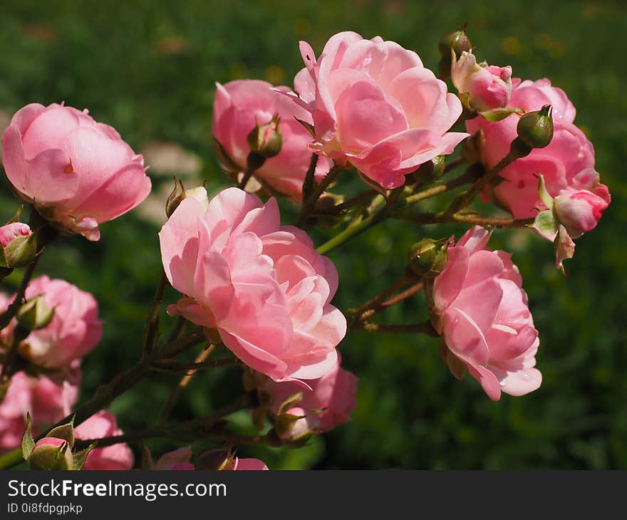 Rose, Rose Family, Flower, Plant