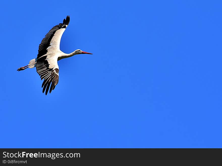 Bird, Sky, Beak, White Stork